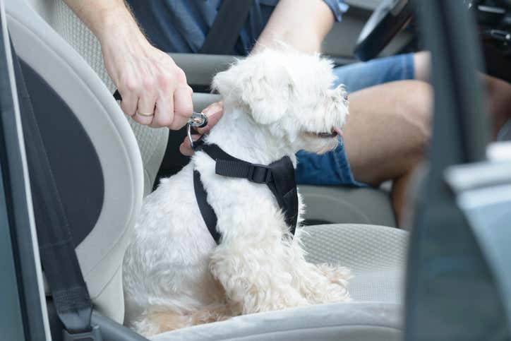 A dog being fastened into a dog car harness 狗被拴在狗车上的挽具上