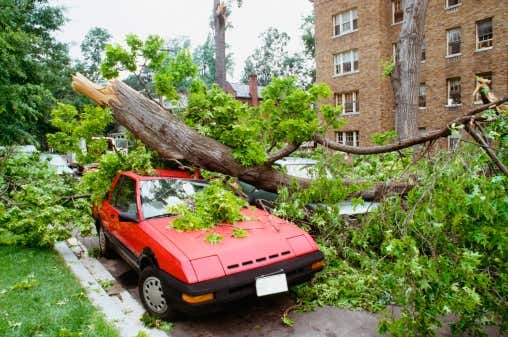 A fallen tree sitting on top of a car 一棵倒在车顶上的树