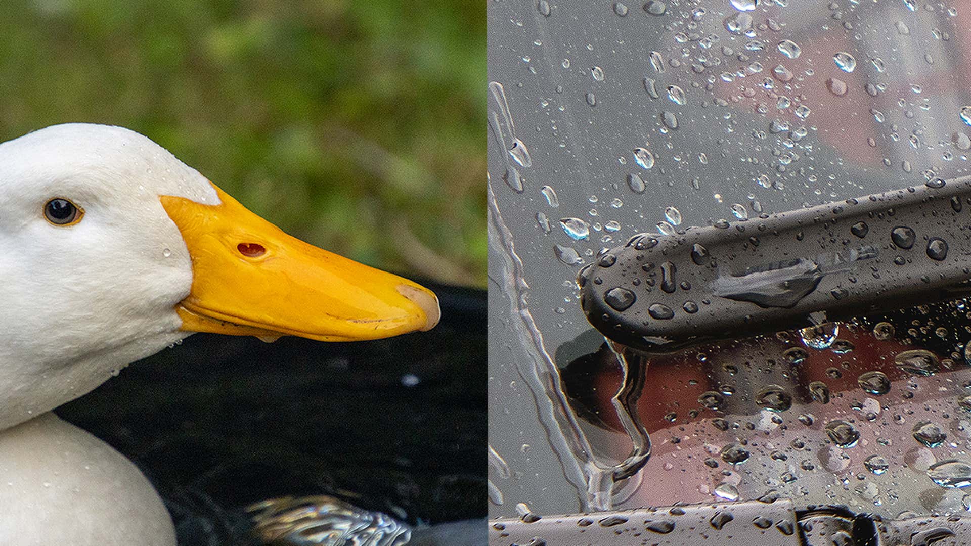 A duck bill and a wiper blade. 鸭嘴和雨刷片。